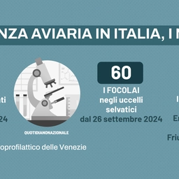 “Aviaria, impressionante la velocità di propagazione del virus”. Bassetti: siamo circondati, ecco la strategia