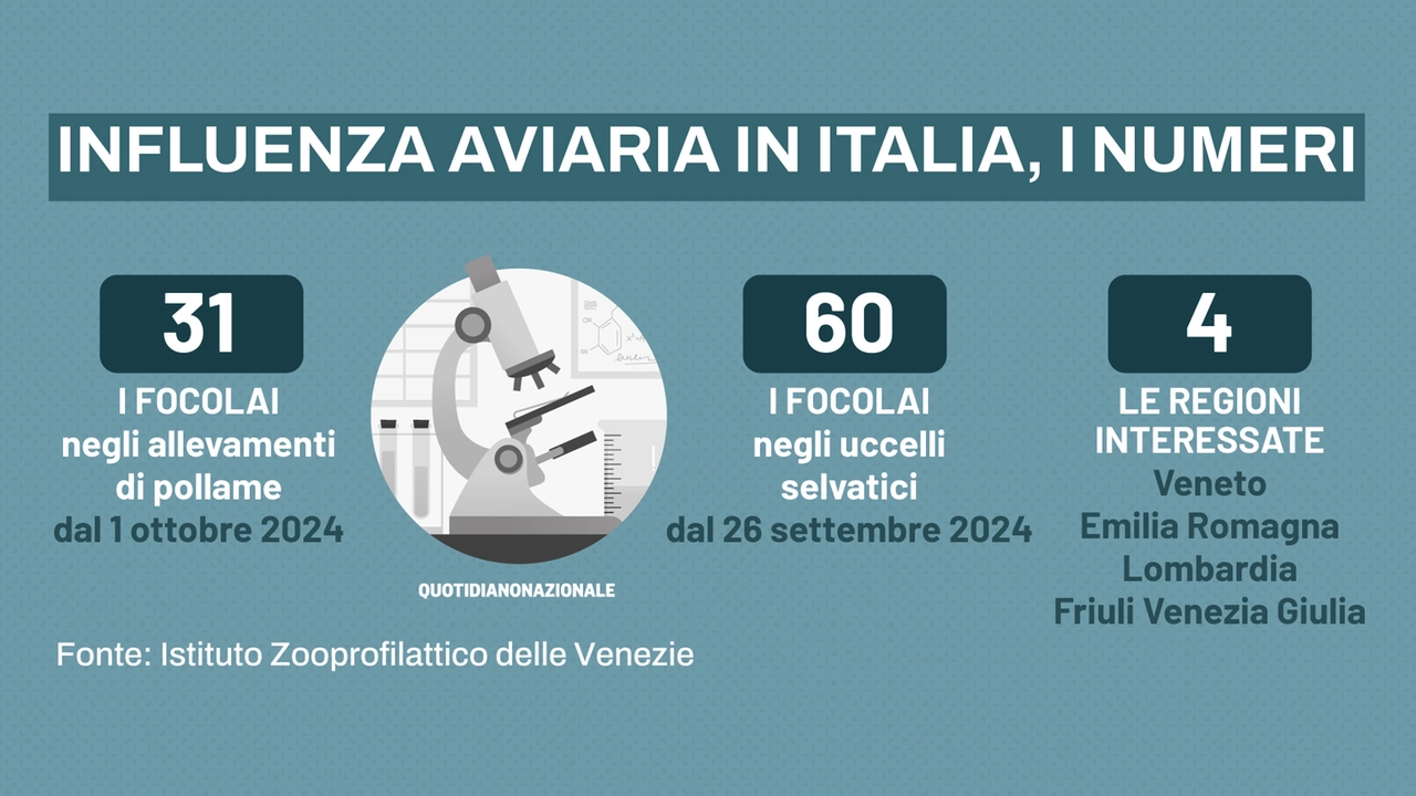 Influenza aviaria in Italia, i numeri dell'Istituto Zooprofilattico delle Venezie