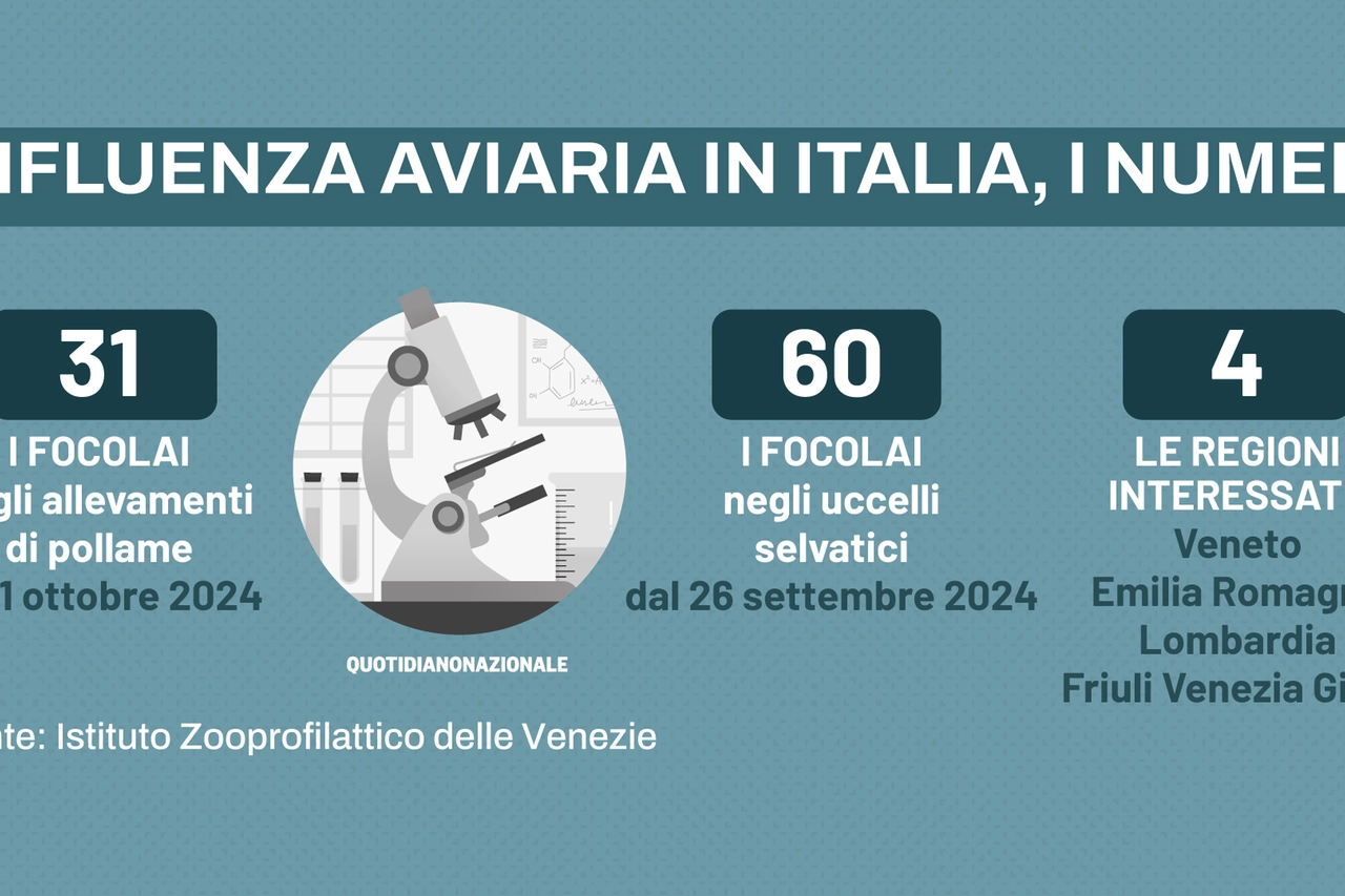 Influenza aviaria in Italia, i numeri dell'Istituto Zooprofilattico delle Venezie