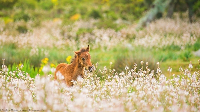 Primavera in Marmilla e sagra de Sa Fregua e Pani Indorau: Sardegna in festa sull’altipiano della Giara