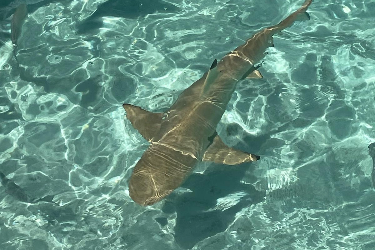 Baby shark in laguna, Constance Halaveli, Atollo di Ari, Maldive (foto di Monica Guerci)