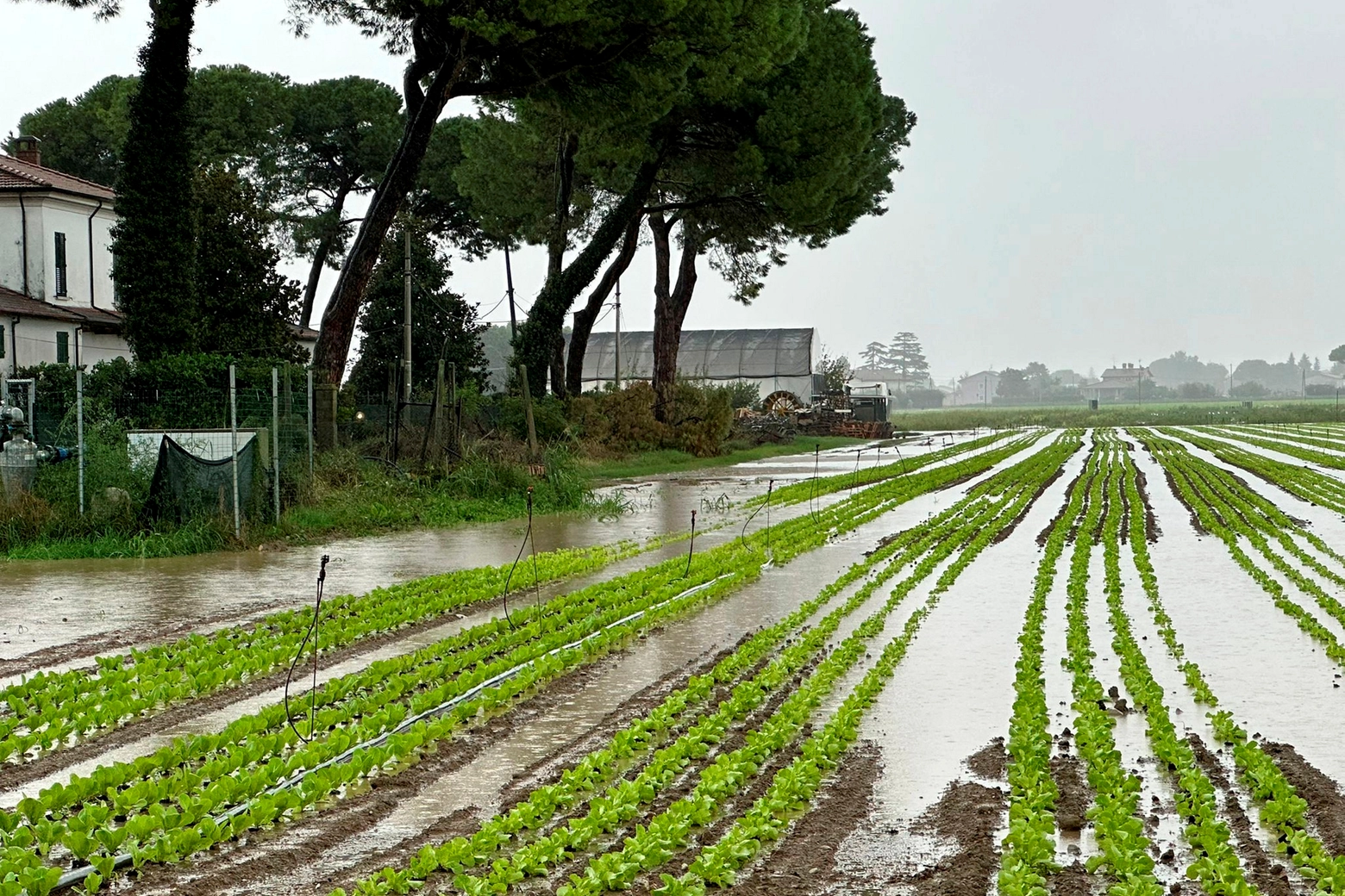 Campi e colture  danneggiati dall'alluvione a Cesena