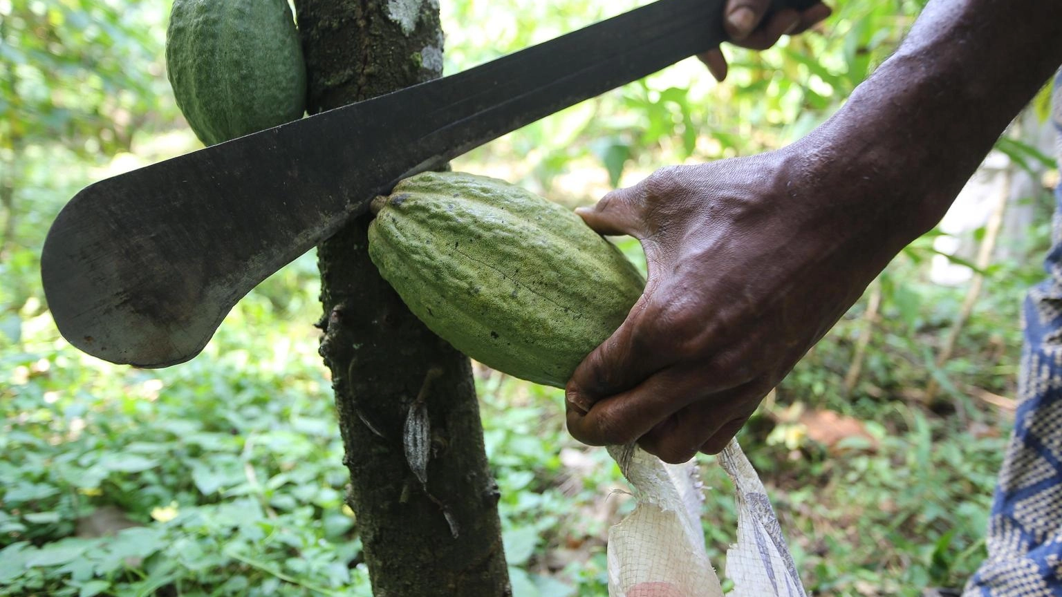 Impatto cambiamenti clima su produzione e prezzi del cacao