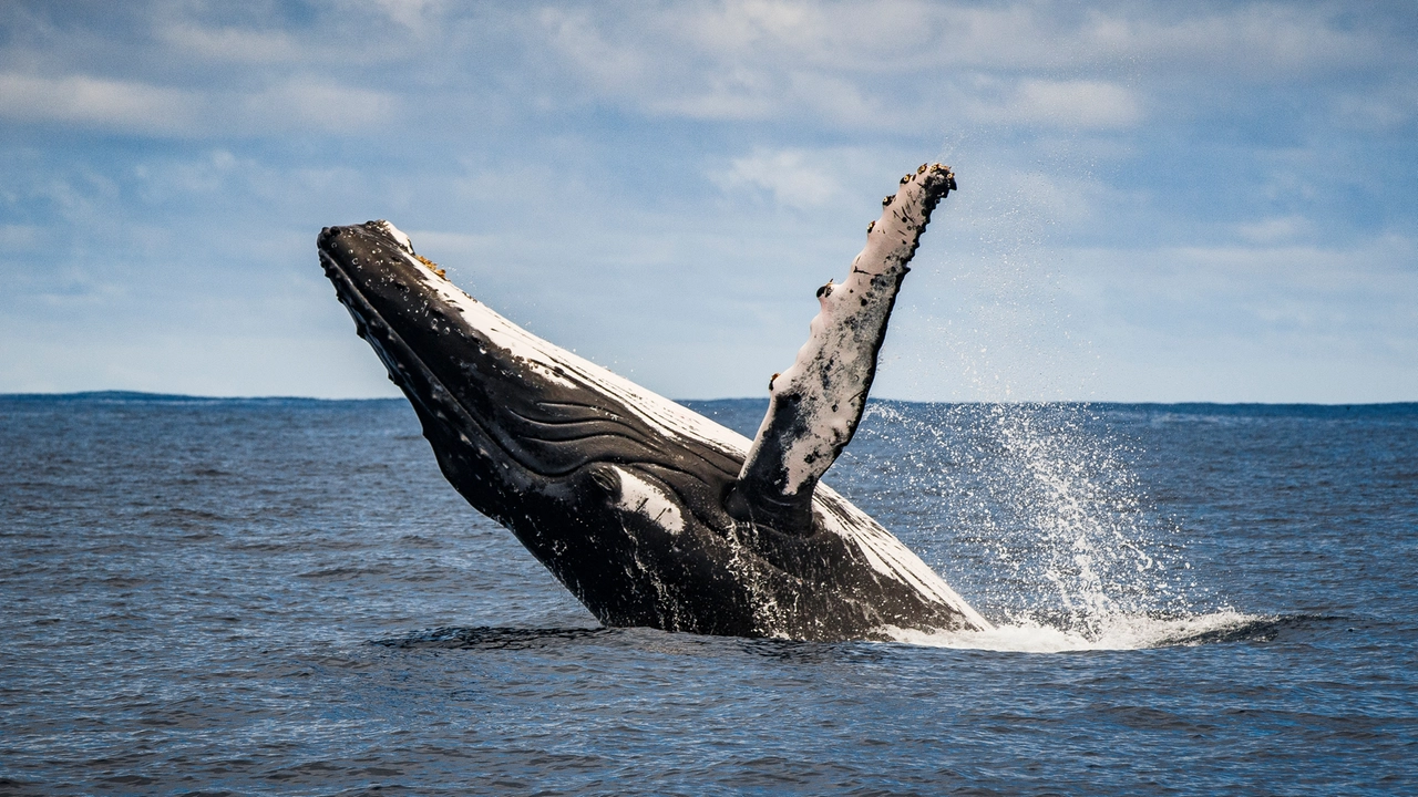 Una balena, foto generica