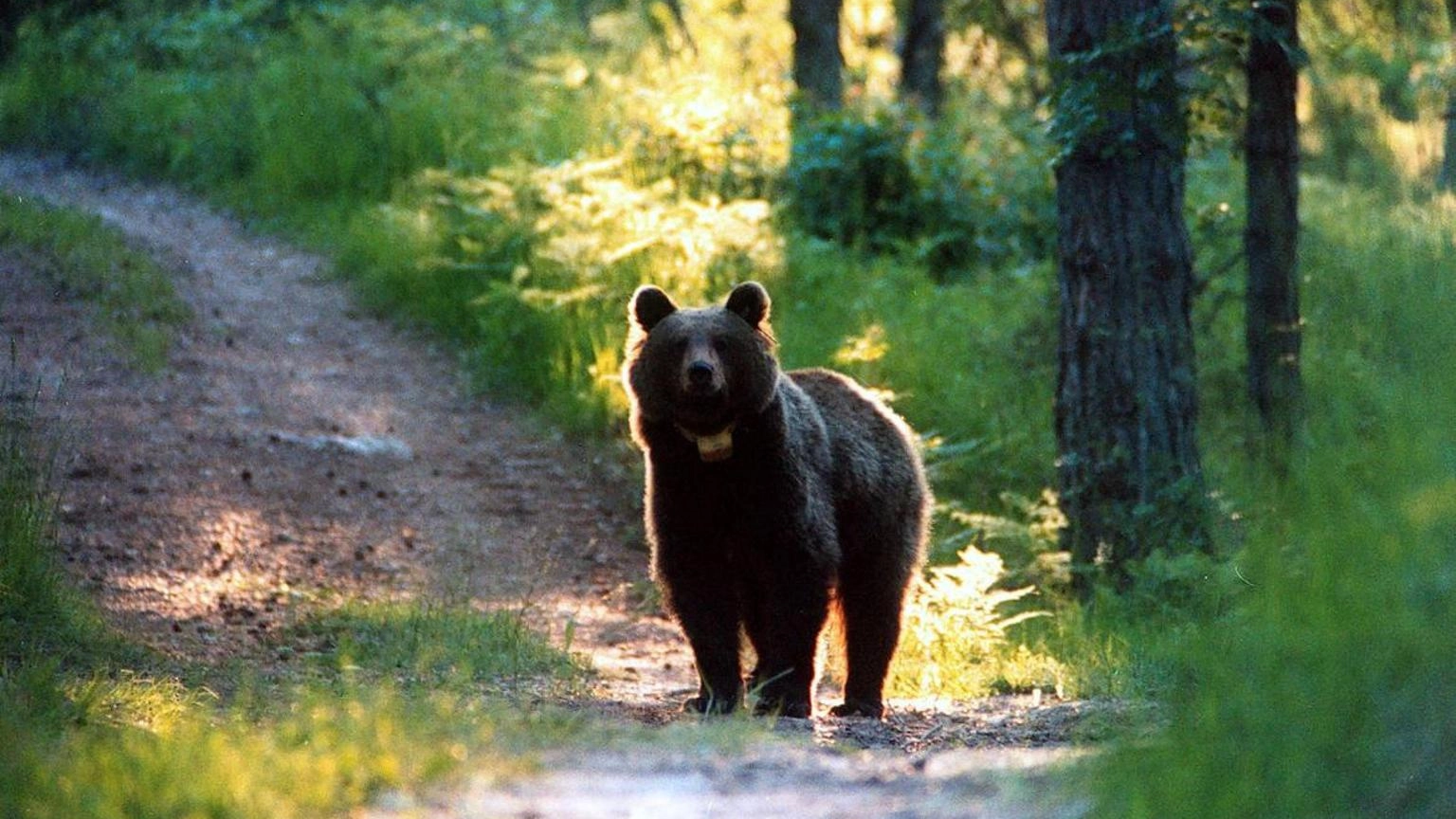 Fugatti firma decreto di abbattimento dell'orsa Kj1