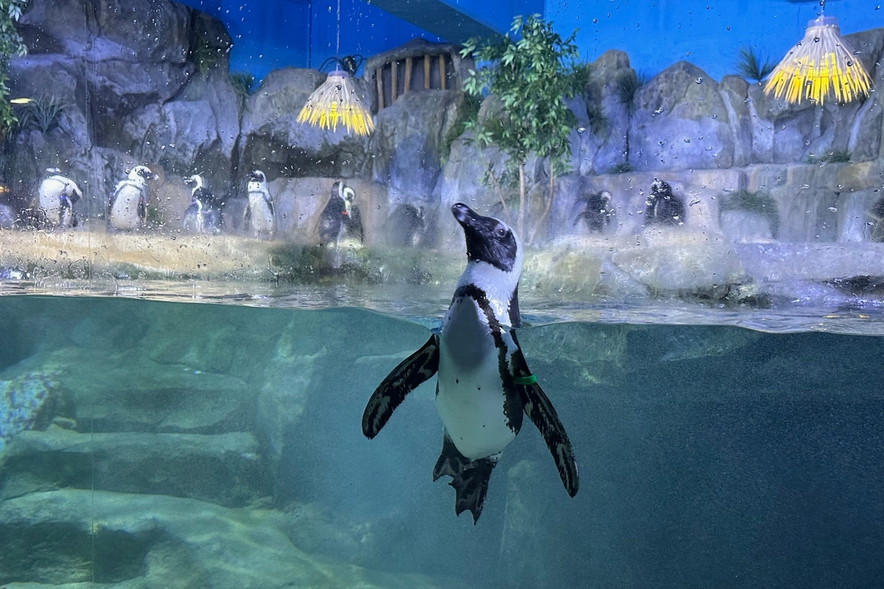 Pinguino all'acquario di Busan