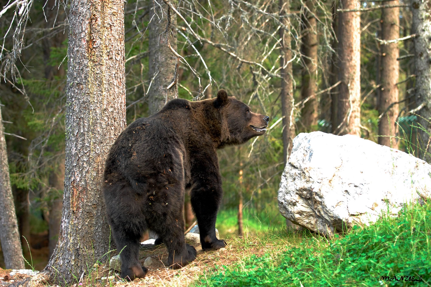 Un orso nel bosco, foto di archivio (Ansa)