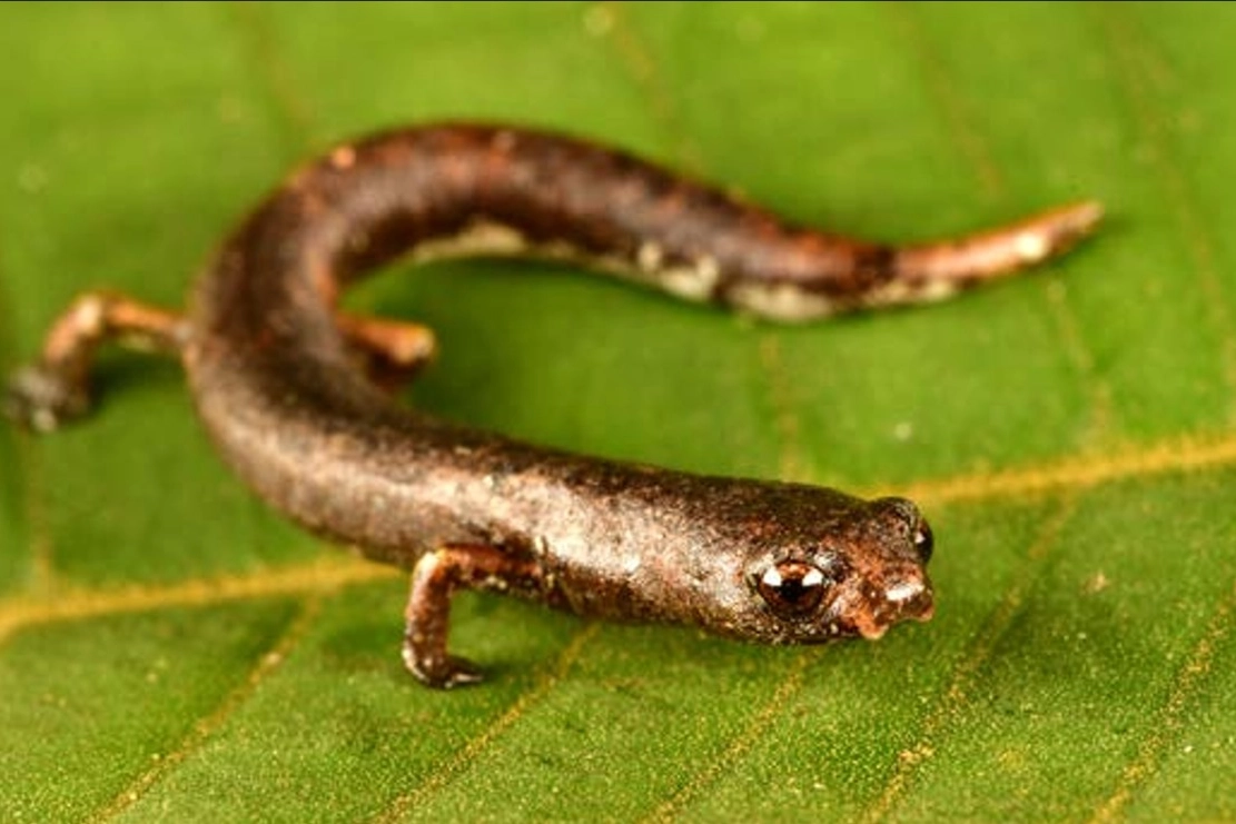 Salamandra arrampicatrice dell'Alto Mayo