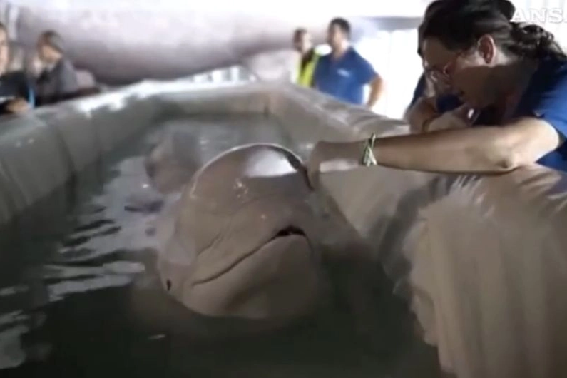 Carezze a uno dei due beluga durante in trasferimento