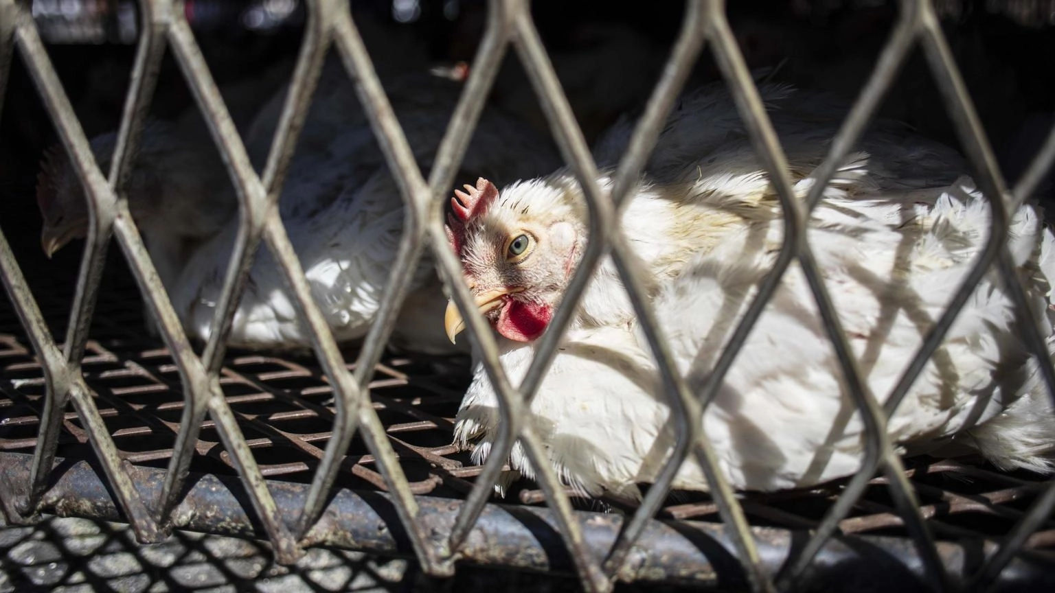 Il Brasile sospende l'export di pollame verso 44 Paesi