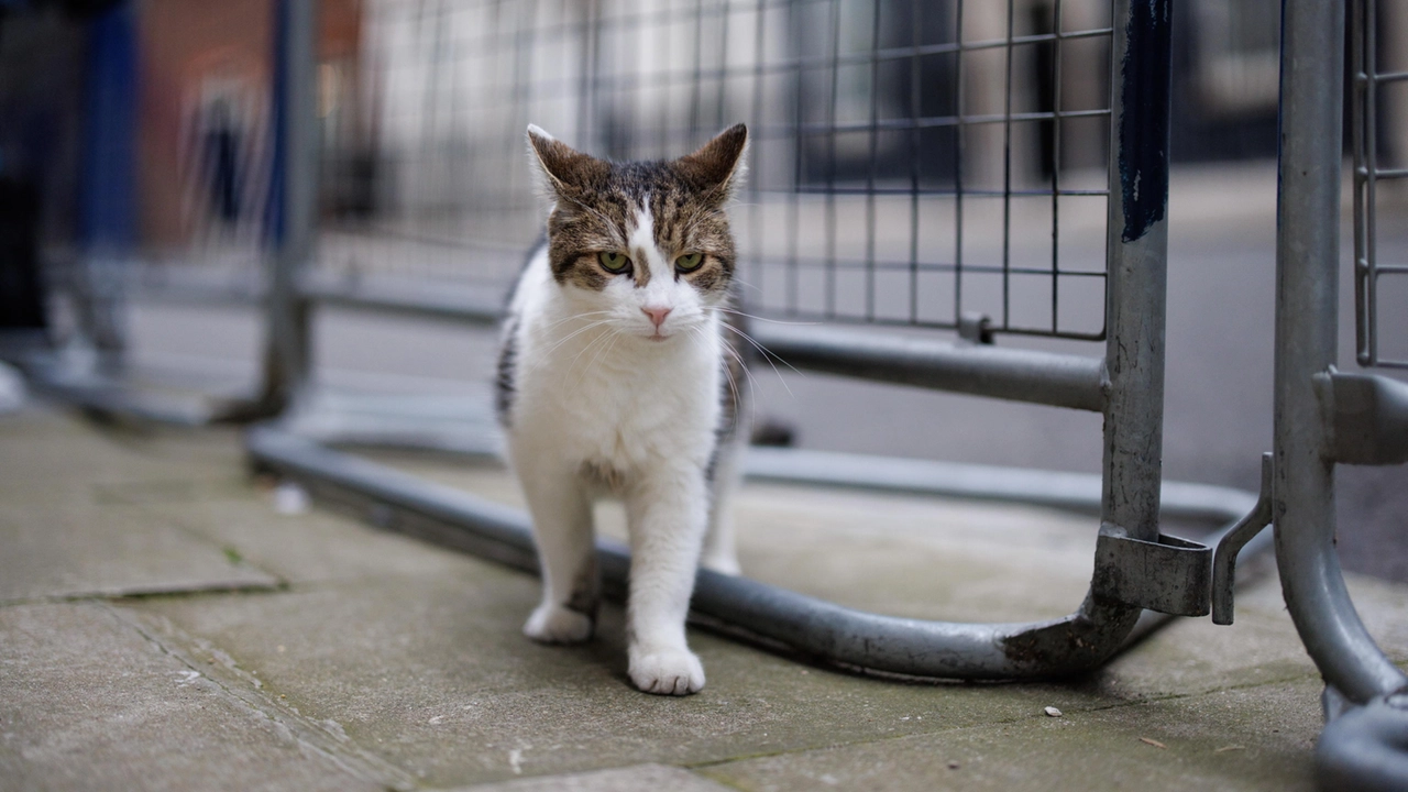 Larry the cat, il gatto di Downing Street, in ispezione oltre le transenne poste davanti al numero 10