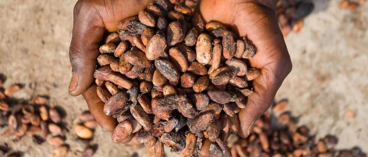 Il cacao inverte la rotta: crollano i consumi, frenano i prezzi. Calano anche i ceci