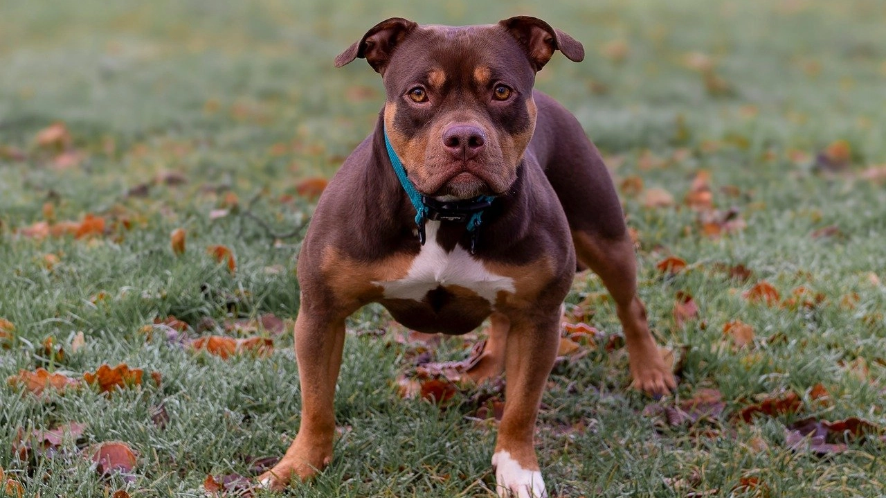 Due pitbull hanno aggredito il padrone a Ostia