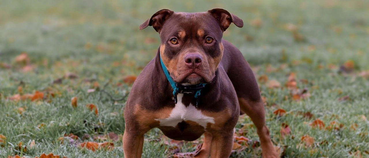 Aggredito in casa dai suoi due pitbull: gravissimo un 29enne di Ostia