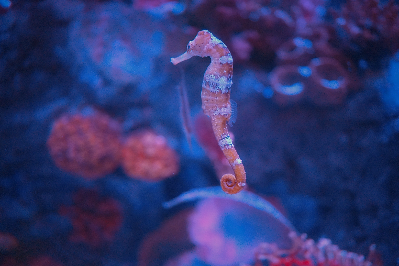 Il cavalluccio marino tropicale si mimetizza per raggiungere indisturbato le proprie prede