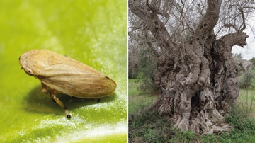 Allarme Xylella: dopo gli ulivi il batterio attacca i mandorli. Perché c’entra la sputacchina (che è un insetto)