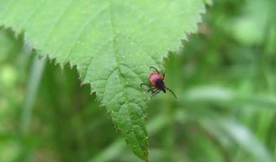 Zecche in Italia, l’entomologo: “Quest’estate preoccupano più delle zanzare, ecco come difendersi”