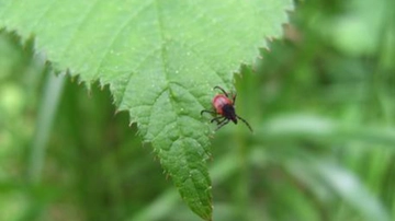 Zecche in Italia, l’entomologo: “Quest’estate preoccupano più delle zanzare, ecco come difendersi”