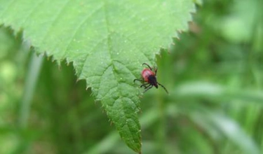 Zecche in Italia, l’entomologo: “Quest’estate preoccupano più delle zanzare, ecco come difendersi”