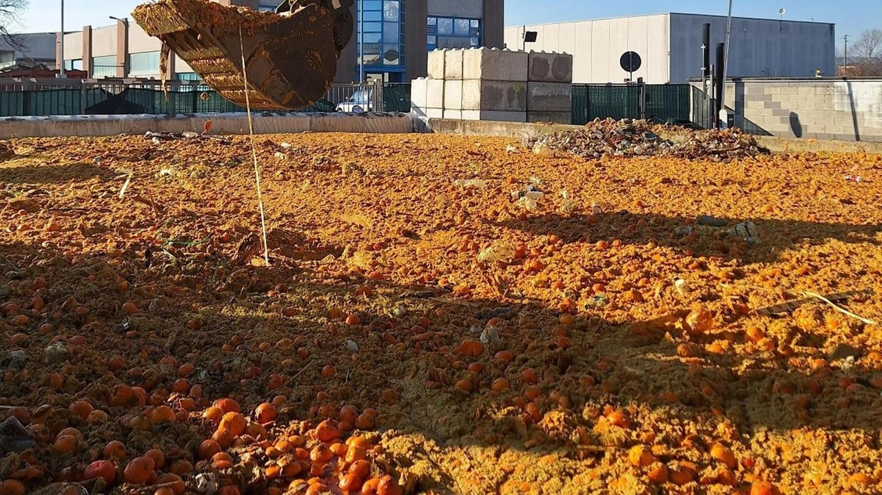 Le arance del Carnevale di Ivrea trasformate in compost, energia rinnovabile e biometano da Acea Pinerolese.