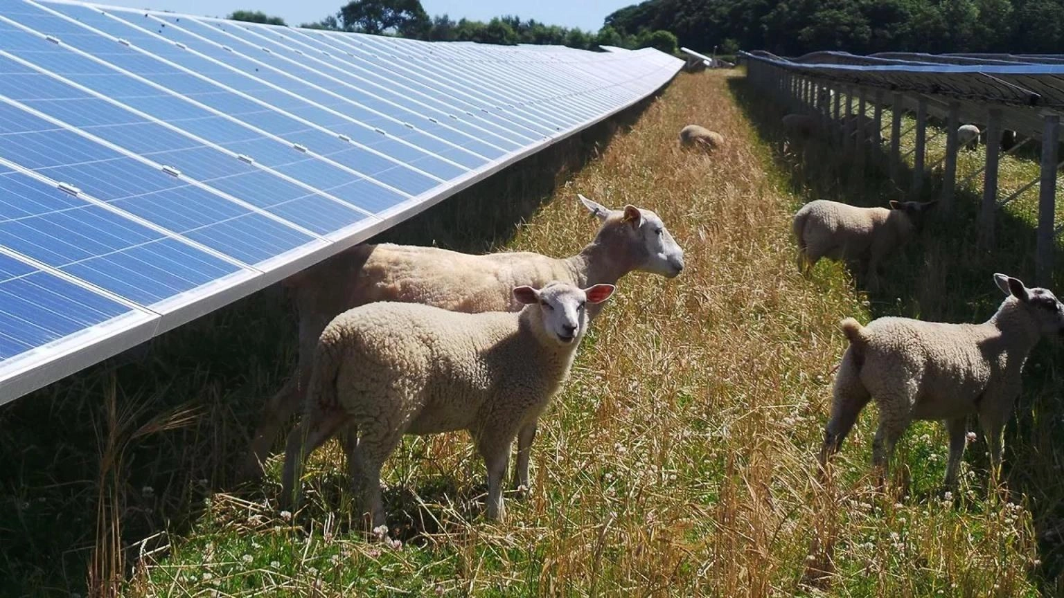 Elettricità Futura/Utilitalia, rivedere no ad agrivoltaico