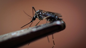 Allarme Dengue, perché l’Italia prepara una nuova circolare e cosa accadrà in porti e aeroporti