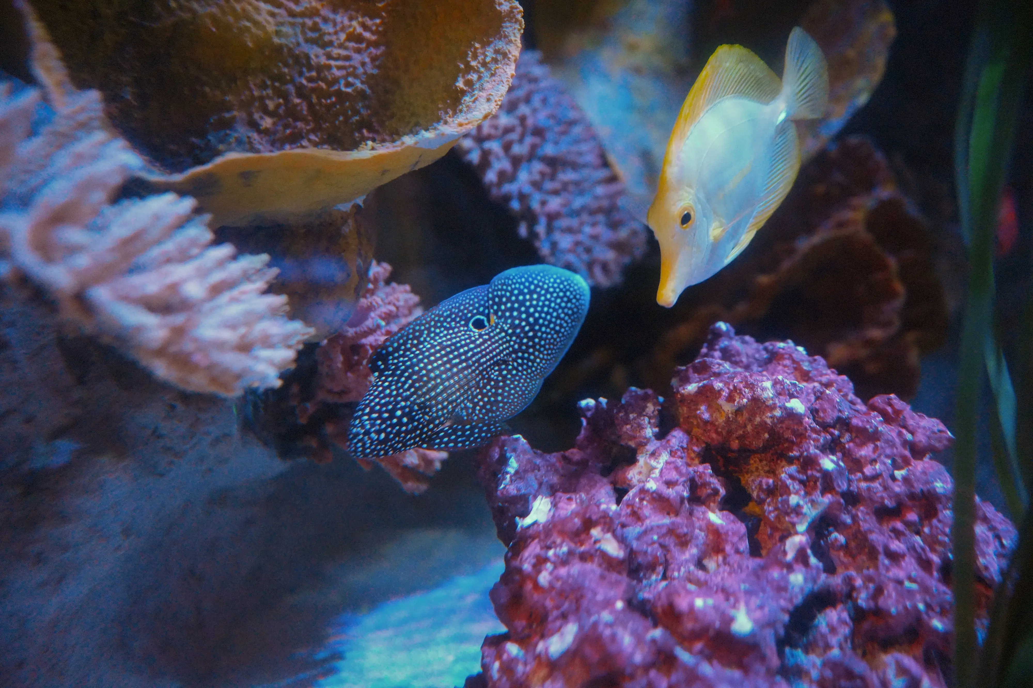 Gardaland Sea Life, camaleonti degli abissi: animali mimetici e fantastici