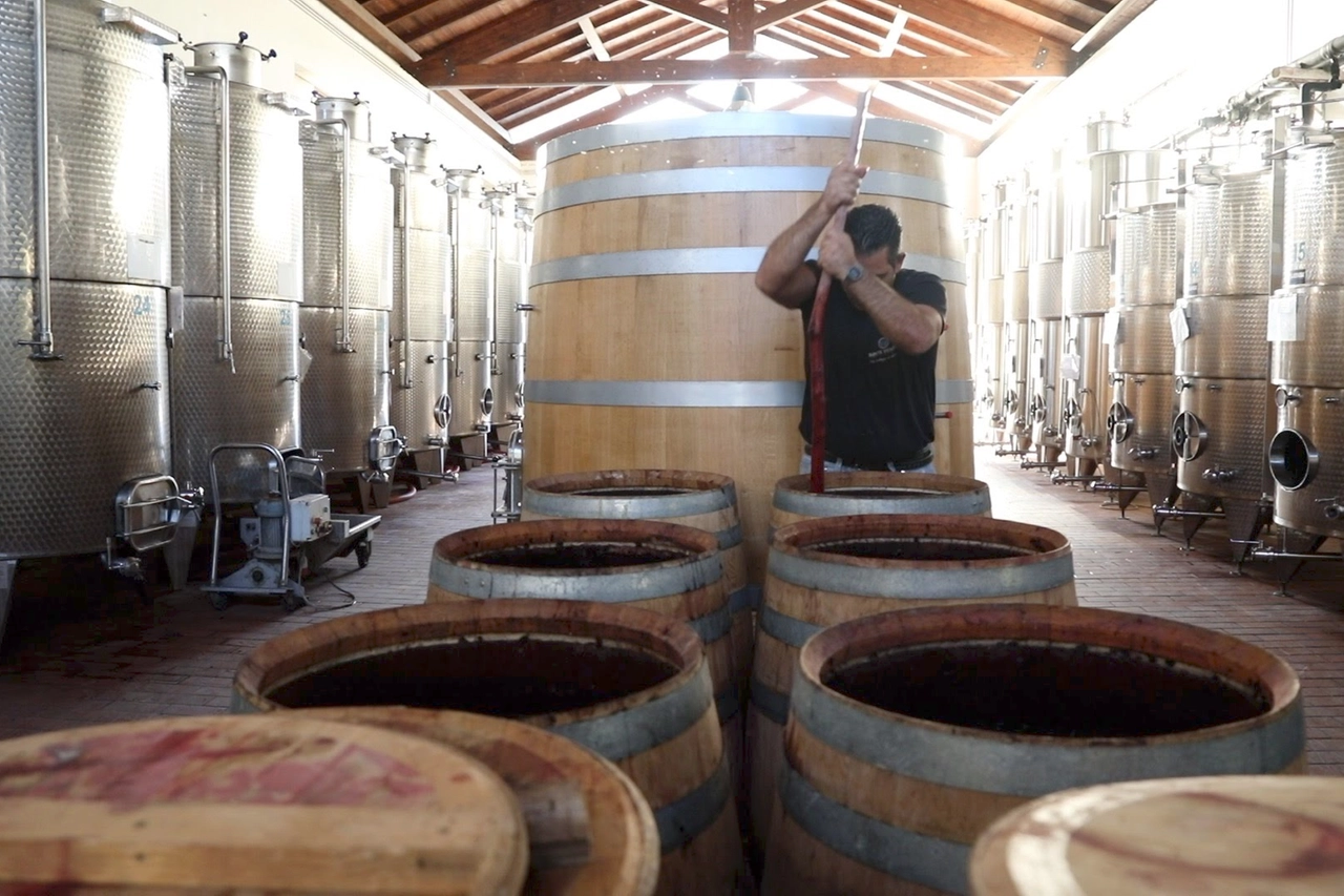 La cantina dell'azienda agricola biologica Santa Venere