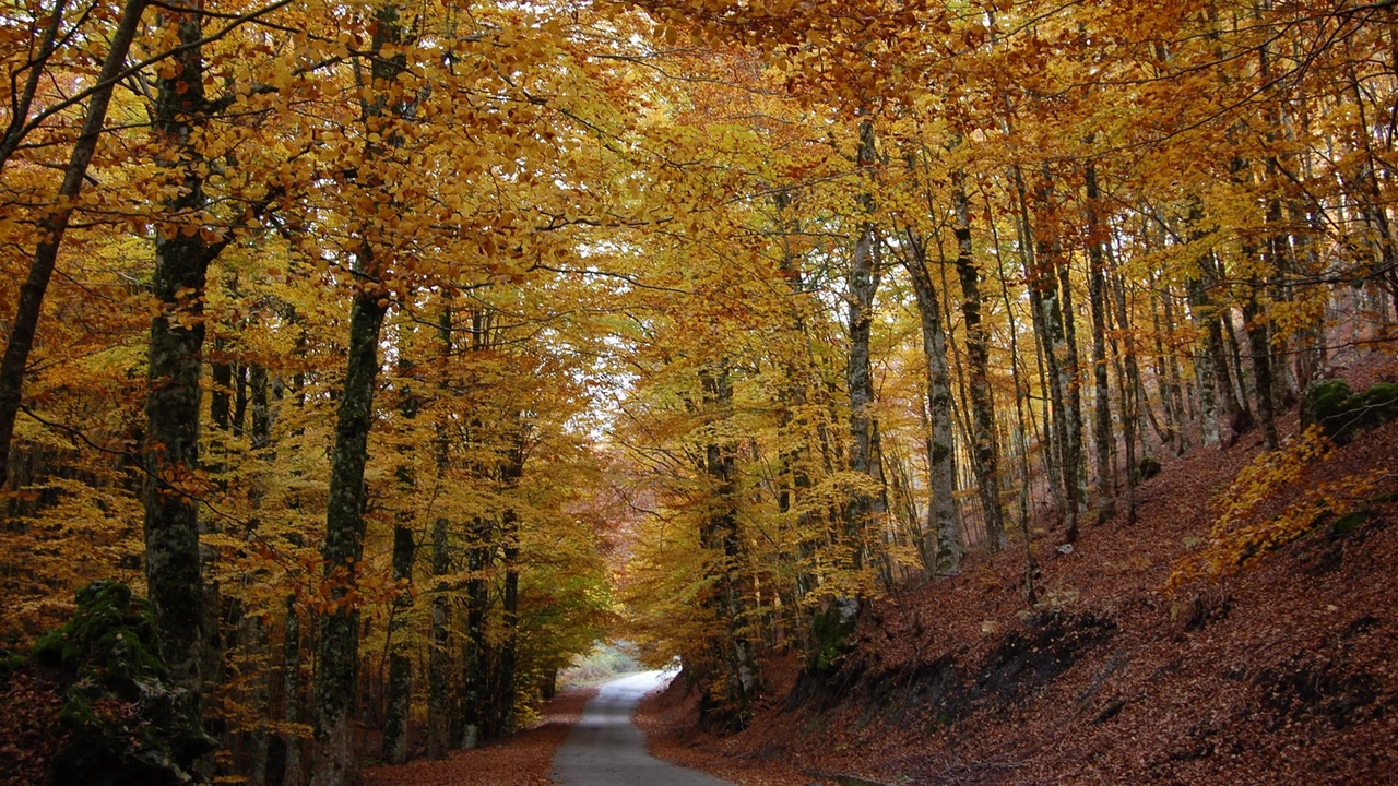 Faggeta vetusta del Pollinello, Parco Nazionale del Pollino (Credits Ente parco Pollino)