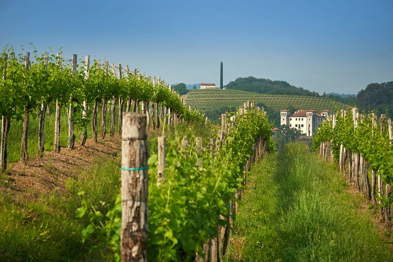 Vigneti in collina in Slovenia, al confine con l'Italia