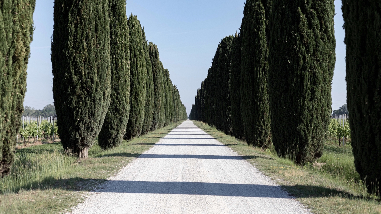 I cipressi nel viale di ingresso a Ca' Bolani