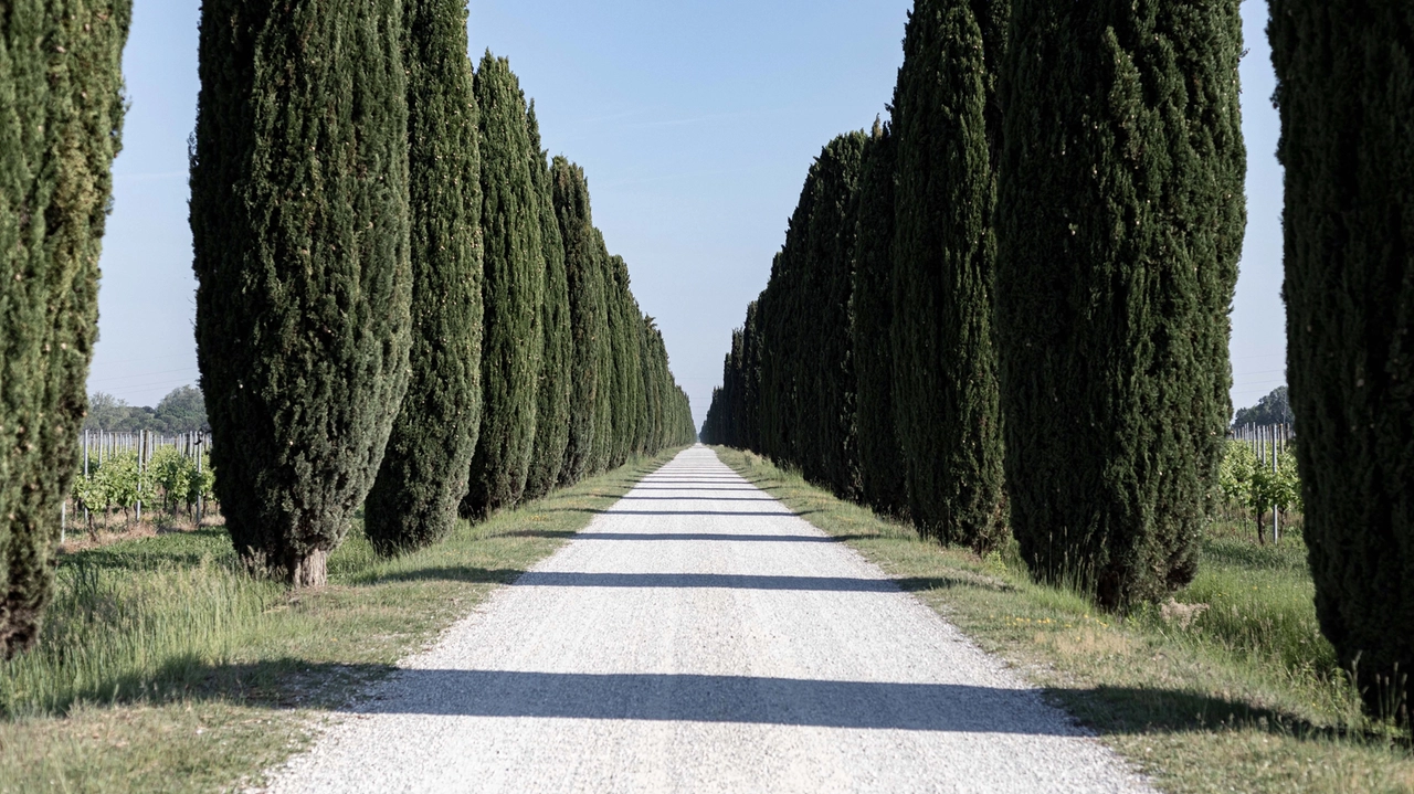 Ca’ Bolani, cipressi e Parco a Vigna cullano i grandi vini friulani