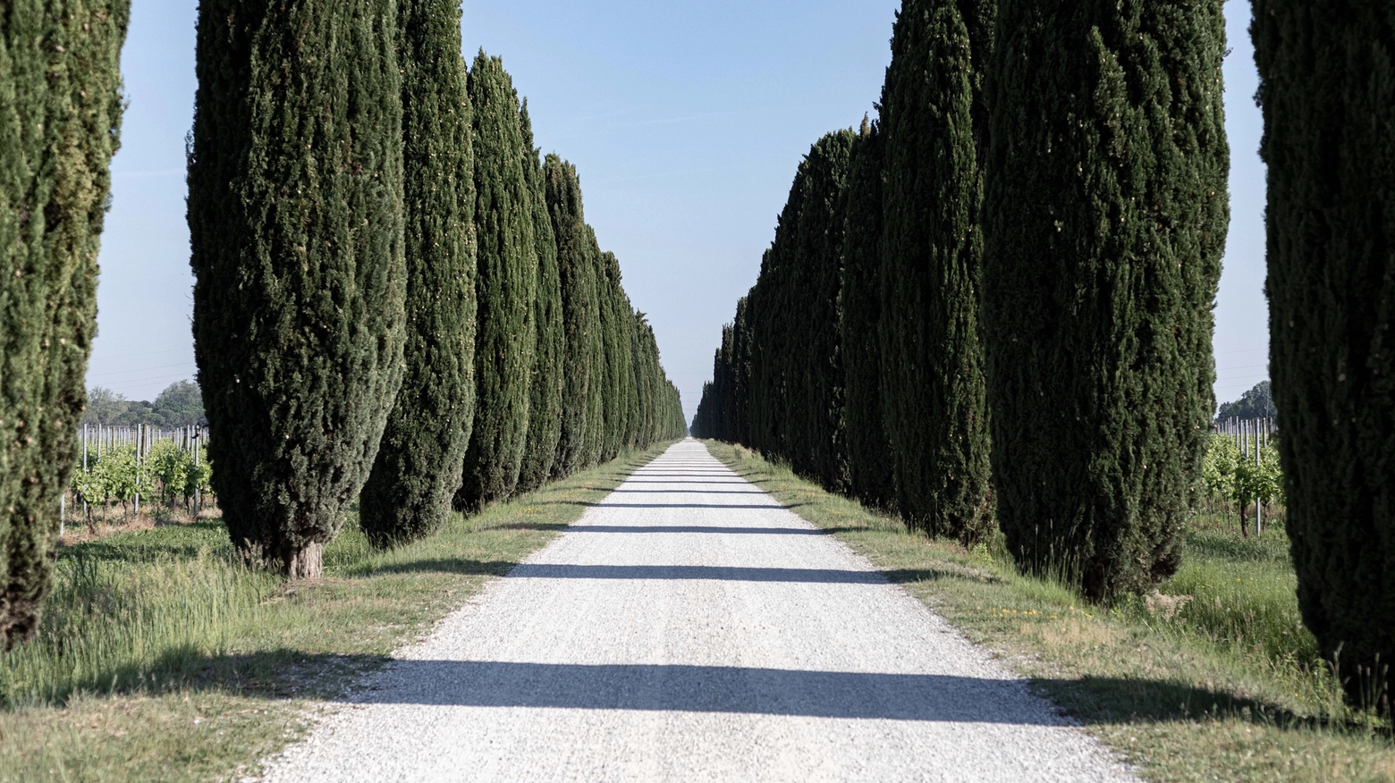 Con 570 vitati la tenuta nel cuore della Doc Aquileia, oggi di proprietà della famiglia Zonin, vanta la più importante estensione a vigna del Nord Italia