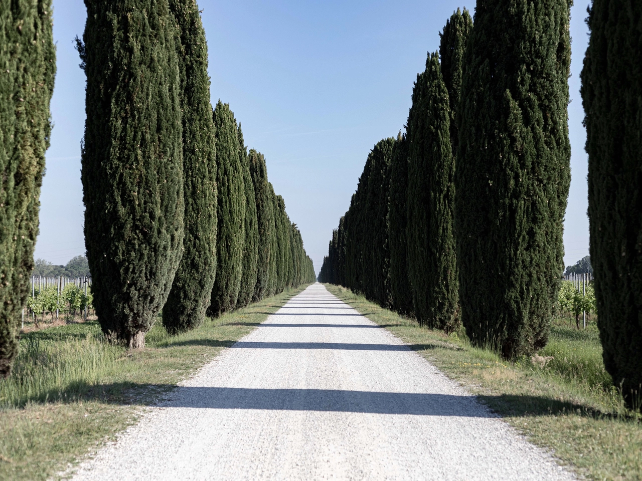 I cipressi nel viale di ingresso a Ca' Bolani