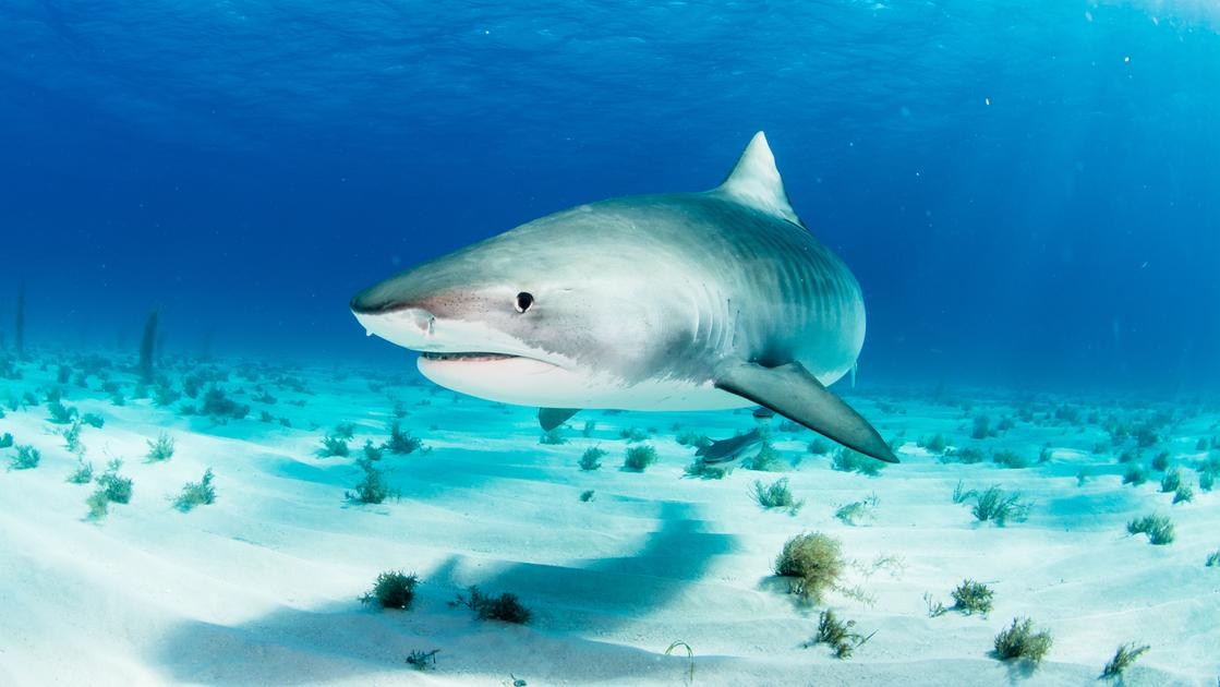 Due turisti italiani attaccati da uno squalo a Marsa Alam. Uno è morto e l’altro è ferito