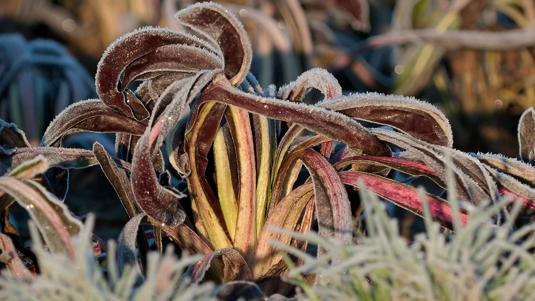 Il radicchio rosso trevigiano tardivo, conosciuto come 'fiore d'inverno', inizia la maturazione proprio quando arriva la prima brina