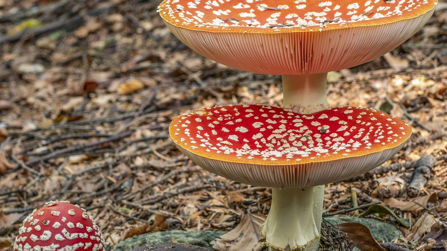 Tre Amanita muscaria, funghi velenosi, accanto a un Boletus edulis (foto Nicolò Oppicelli)