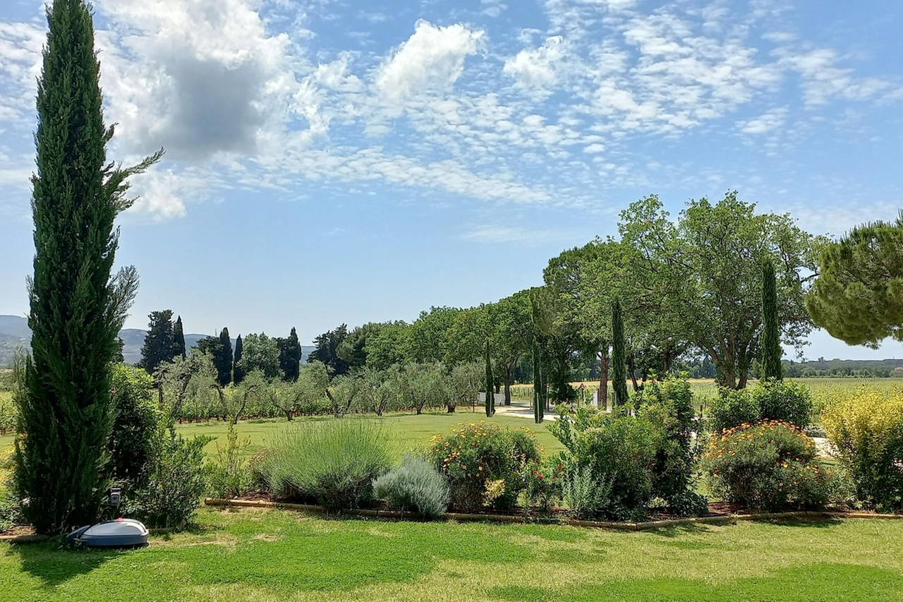 Uliveti nella zona Tenuta Di Vaia e di Bolgheri