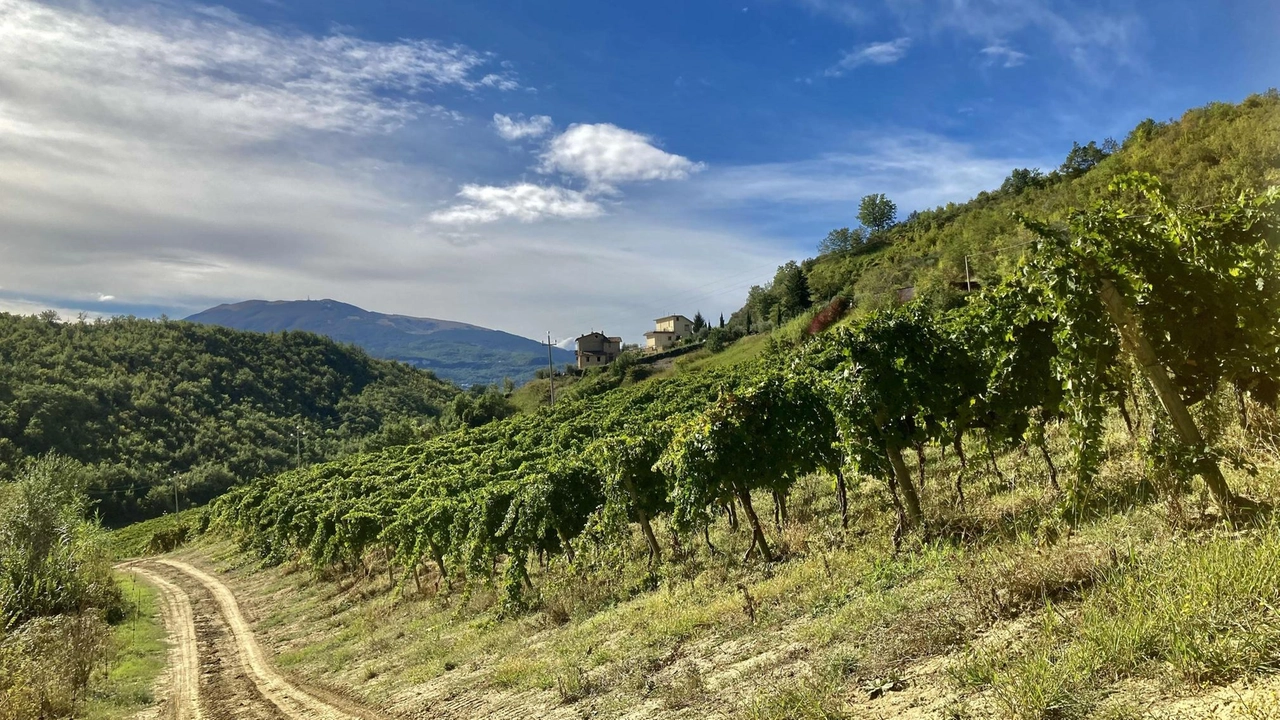 Azienda Pantaleone: "Il biologico per noi è un vero credo"