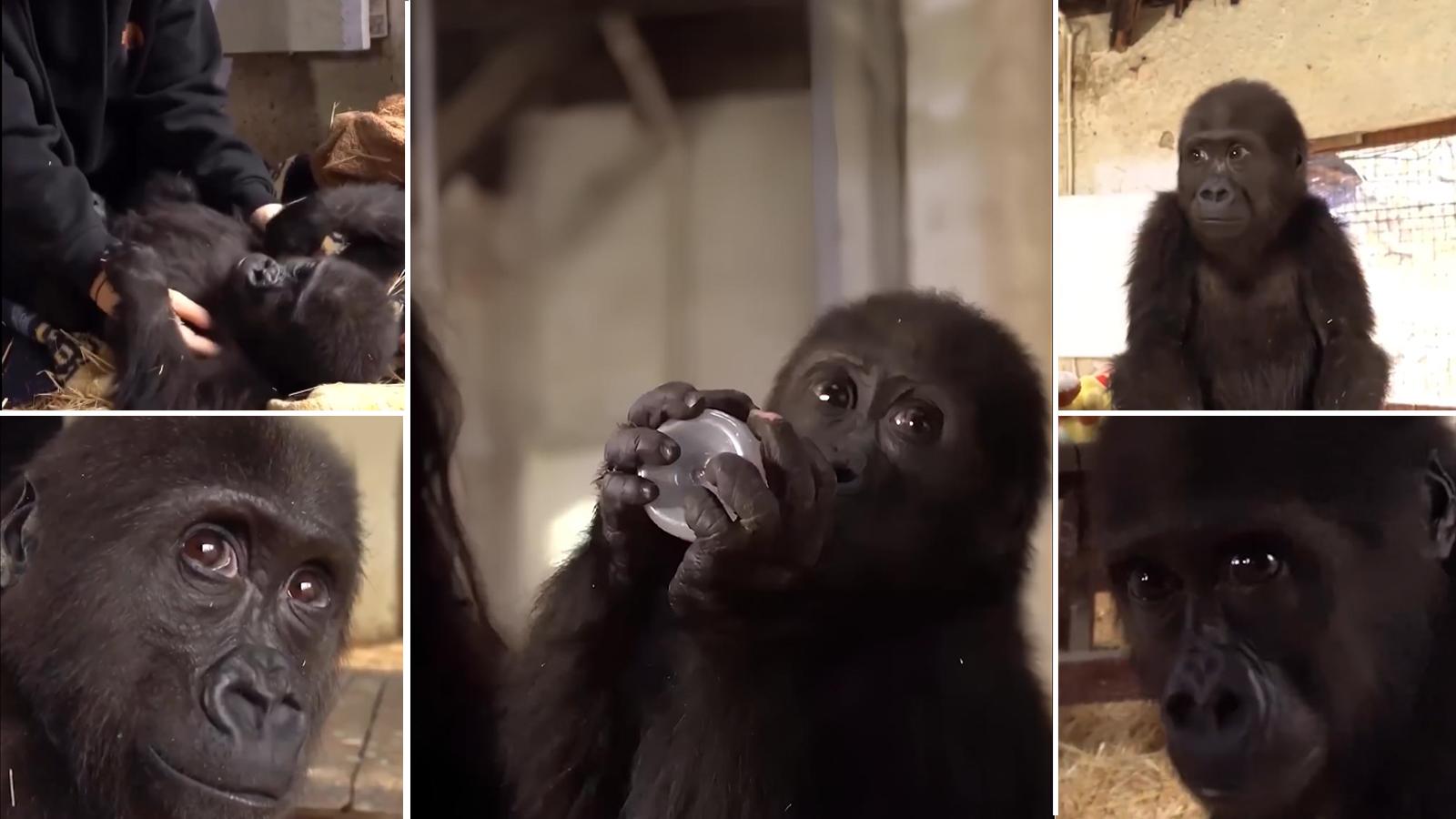 Cucciolo di gorilla salvato dalla stiva di un aereo: si sta riprendendo allo zoo di Istanbul