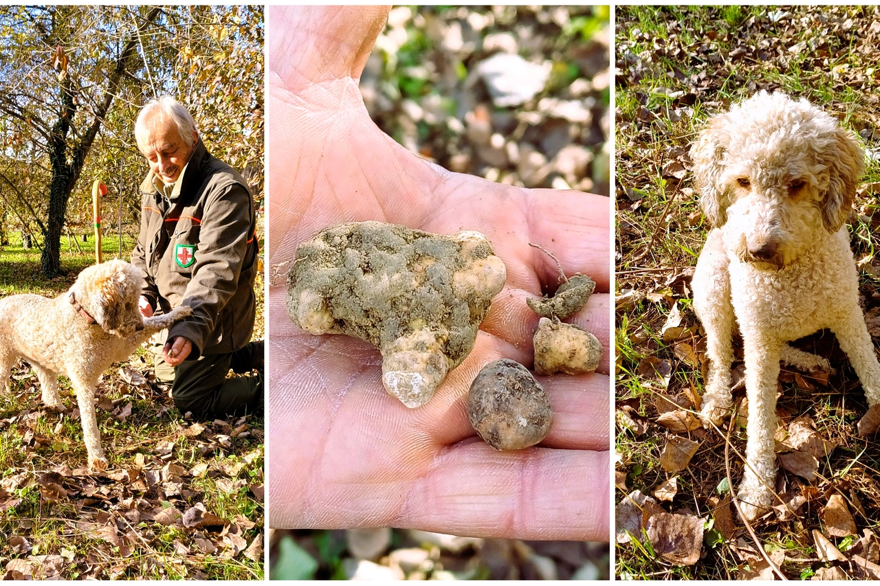 Vichi, la simpatica cagnolina Lagotto,  ha concluso con successo la cerca del tartufo