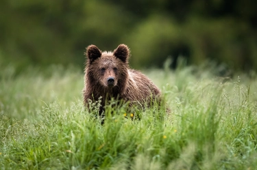 Trentino, cucciolo di orso investito e ucciso tra Andalo e Molveno