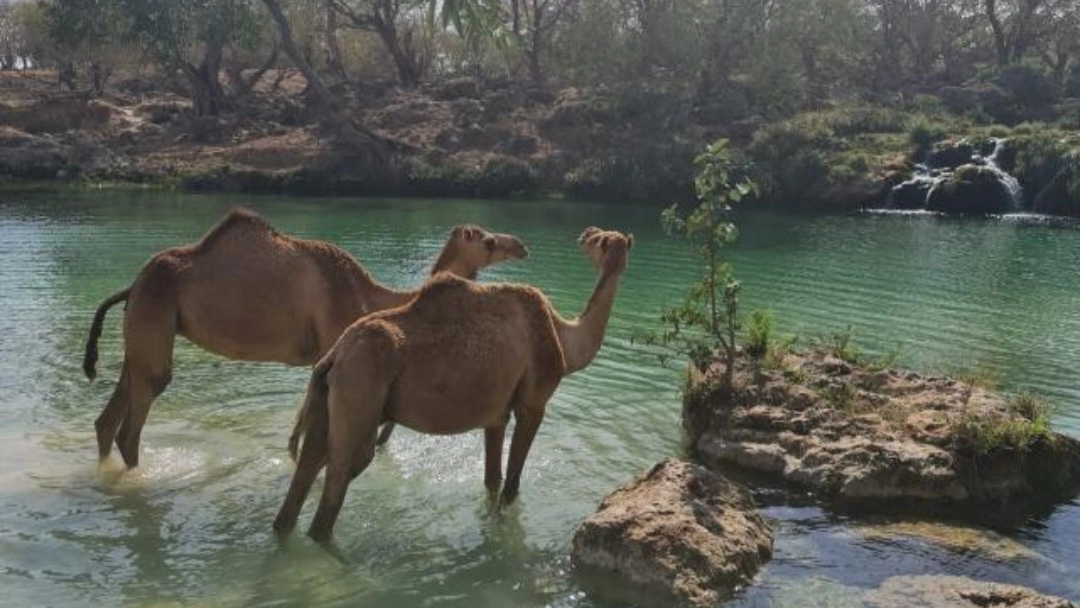 Cammelli a caccia di acqua e refrigerio in Oman
