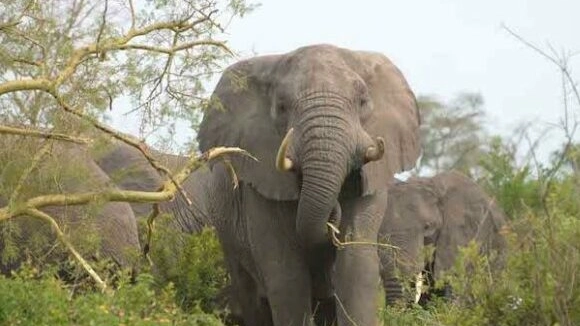 L'elefante ha caricato l'uomo credendolo una minaccia per il suo territorio (Dire)