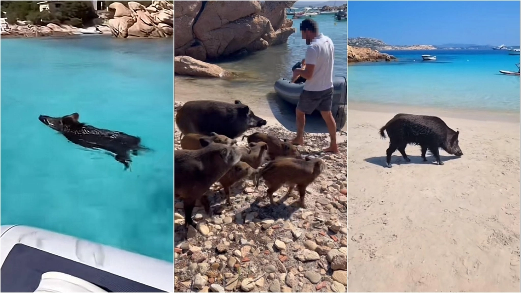 Alcuni fotogrammi di video diffusi sui social che ritraggono gli ibridi di cinghiale sulle spiagge della Maddalena (TikTok)