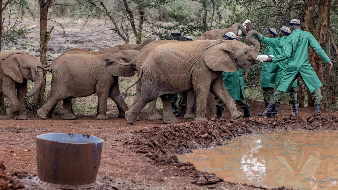 Lo Zimbabwe abbatterà 200 elefanti a causa della carenza di cibo