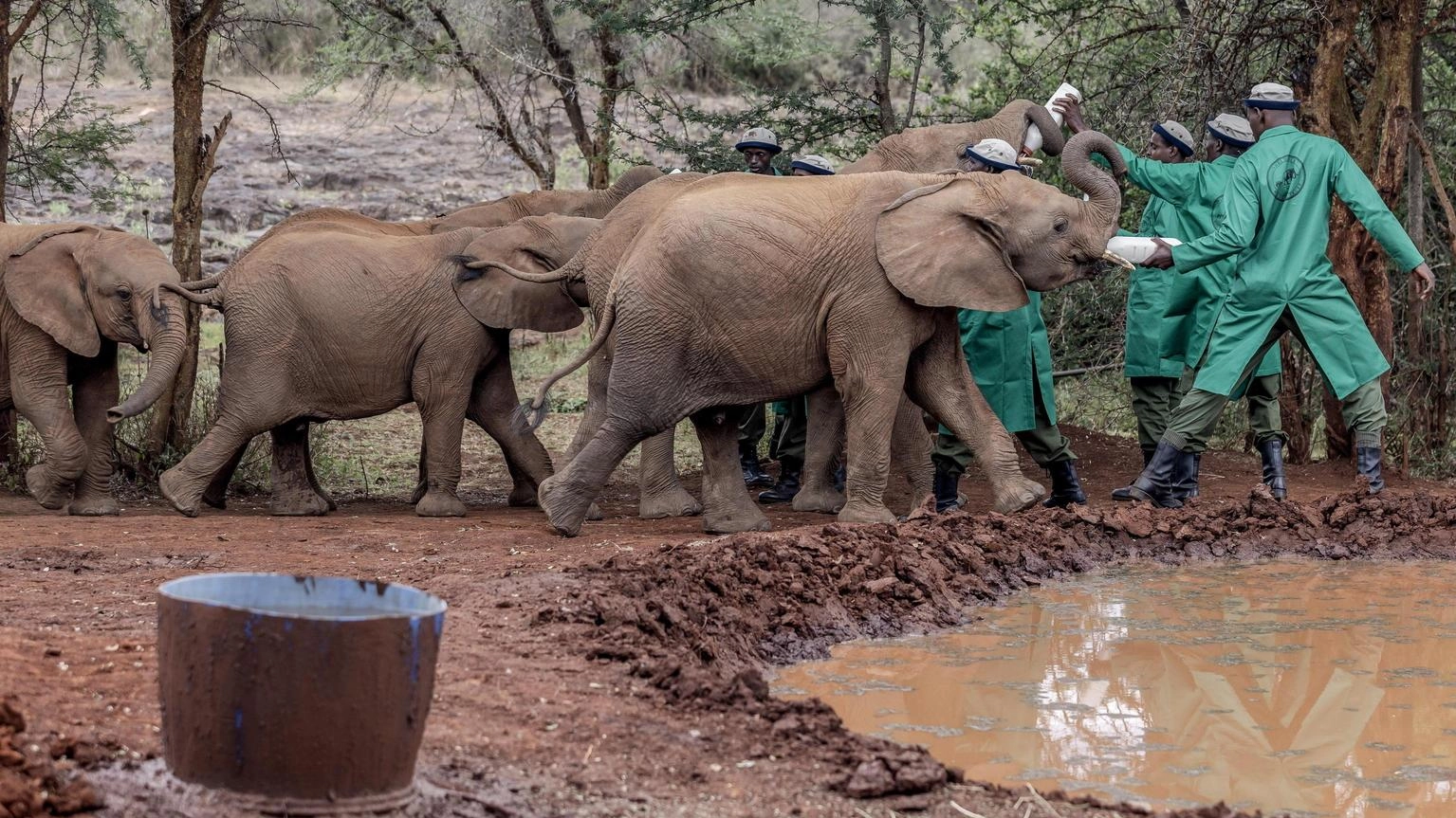 Lo Zimbabwe abbatterà 200 elefanti a causa della carenza di cibo