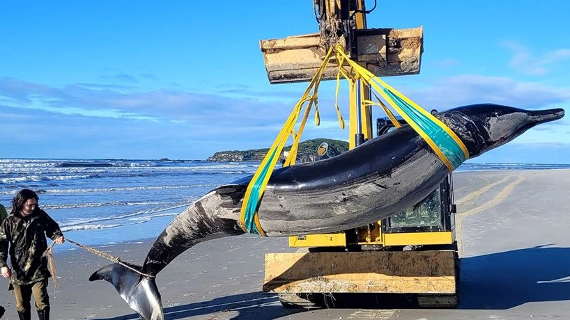 L'esemplare di balena con i denti a spatola trovato sulle spiagge della Nuova Zelanda (DOC)