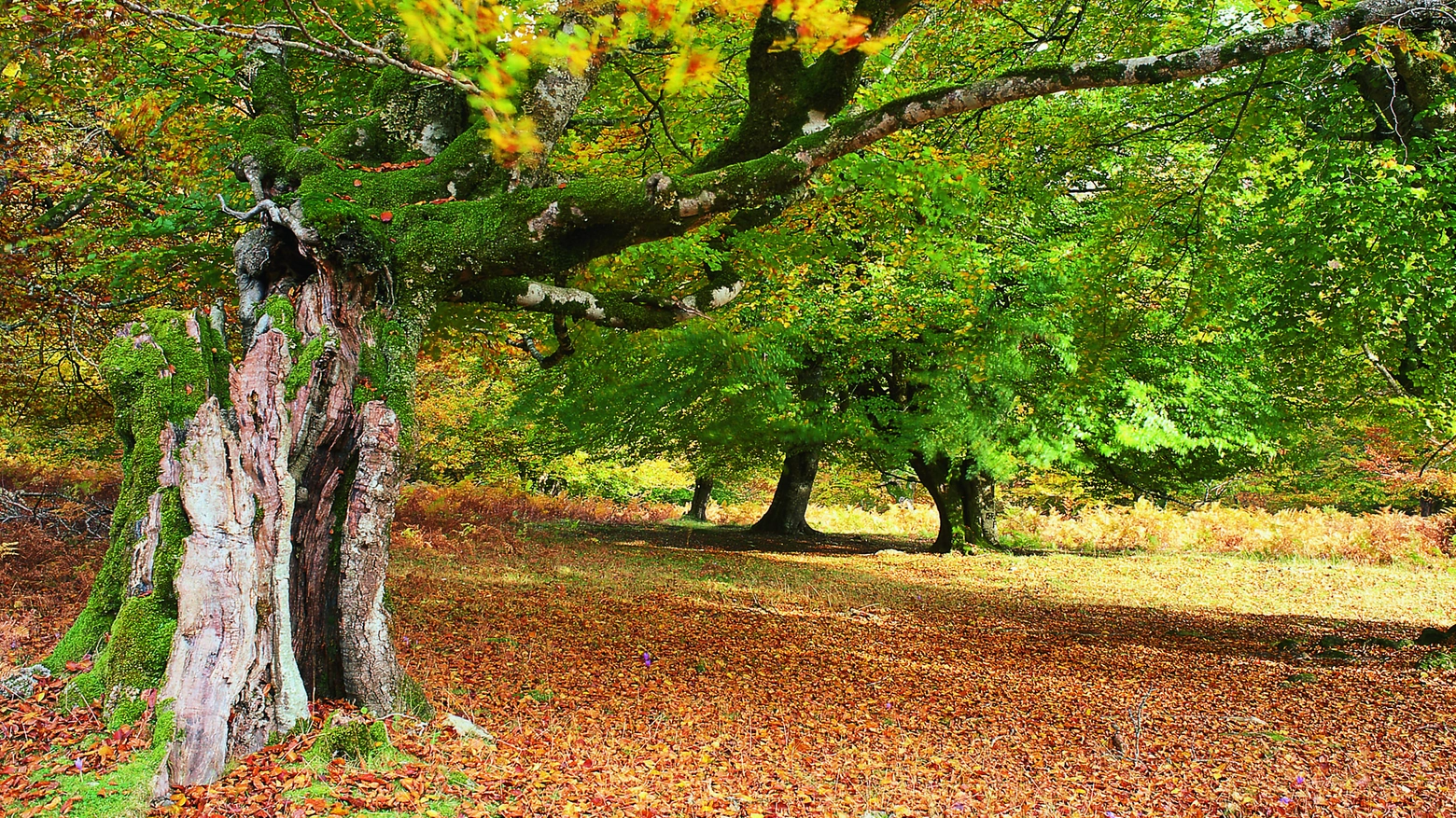 Selva de Irati - Navarra ©Ente Spagnolo del Turismo - Turespaña