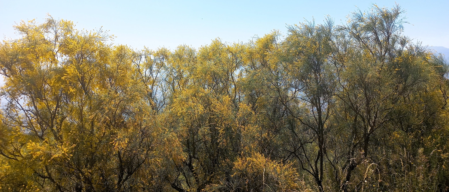 La Ginestra arborea sul Vesuvio